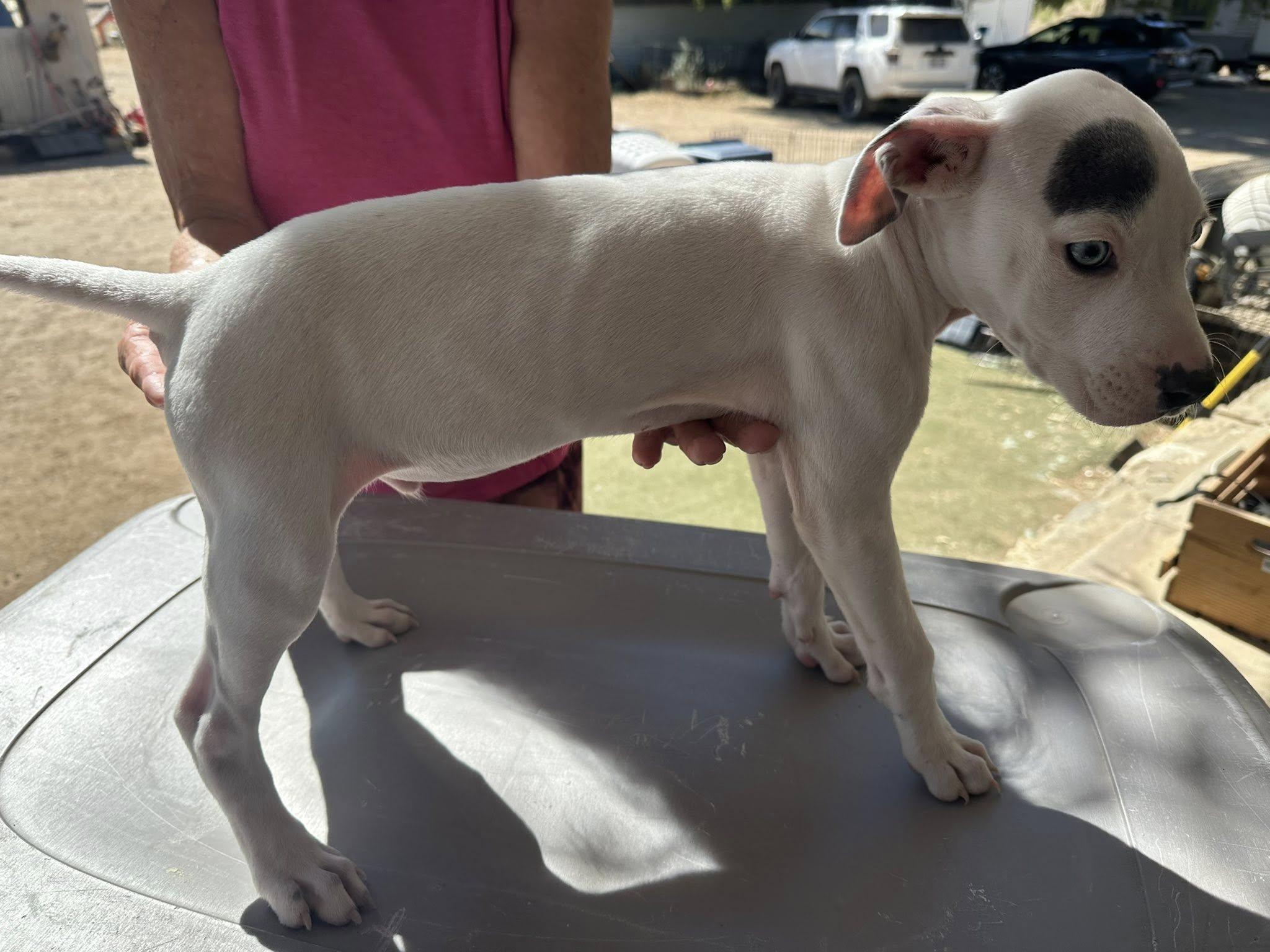 Clam, an adoptable mixed breed in Agua Dulce, CA image 2/3