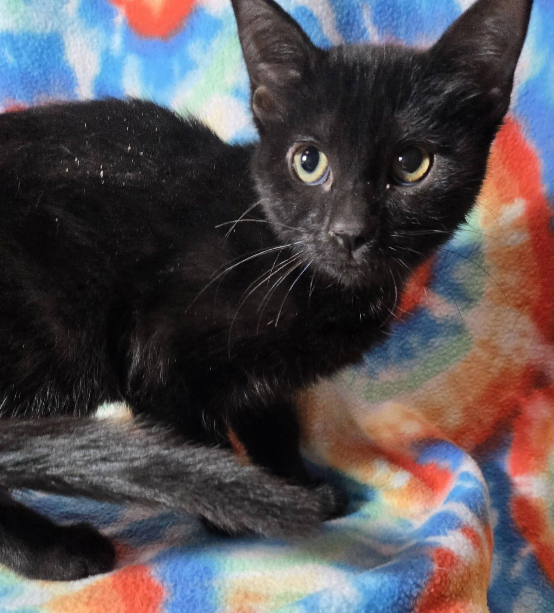 Enlarge Elvira, a ADOPTABLE Domestic Short Hair in Queen Creek, AZ image 3/3
