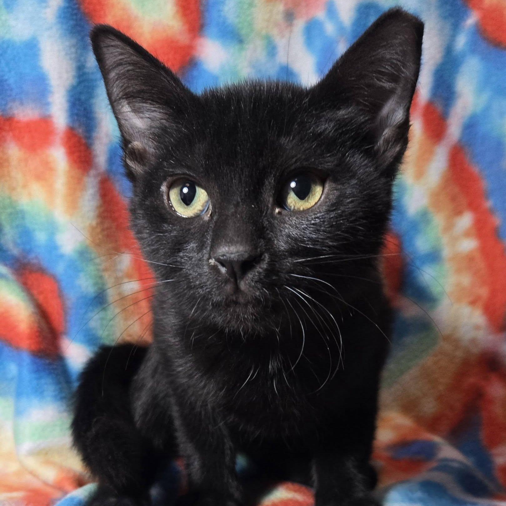 Enlarge Elvira, a ADOPTABLE Domestic Short Hair in Queen Creek, AZ image 2/3