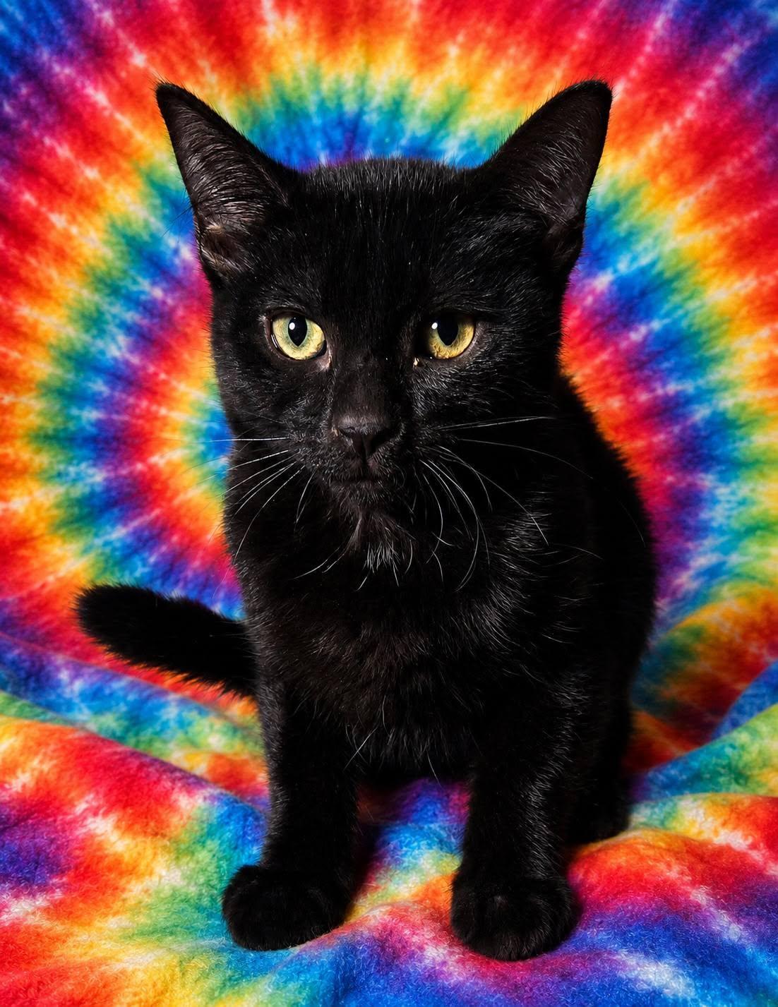 Enlarge Elvira, a ADOPTABLE Domestic Short Hair in Queen Creek, AZ image 1/3