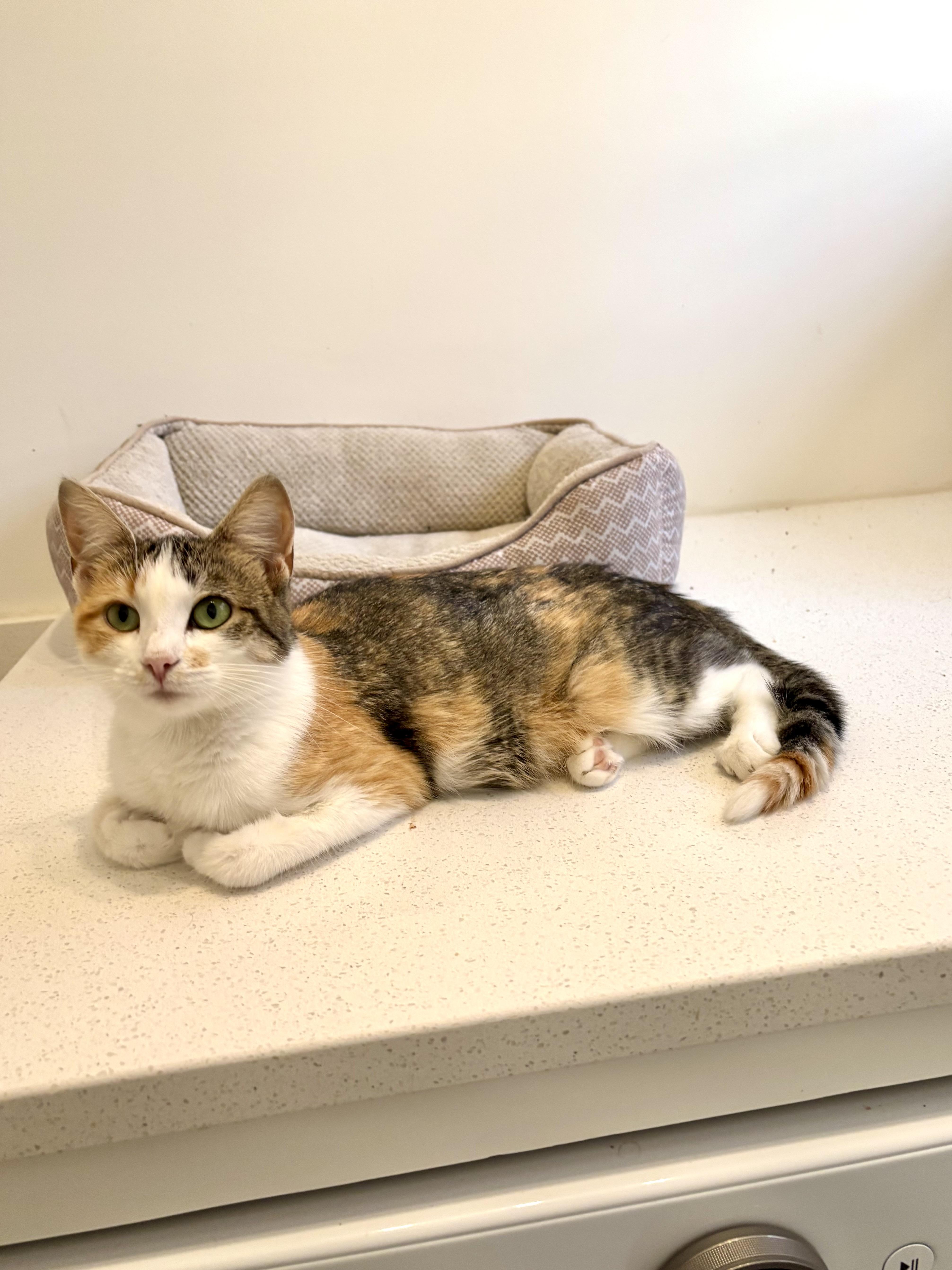 Triscuit, a Adoptable Domestic Short Hair in Ottawa, ON image 2/6