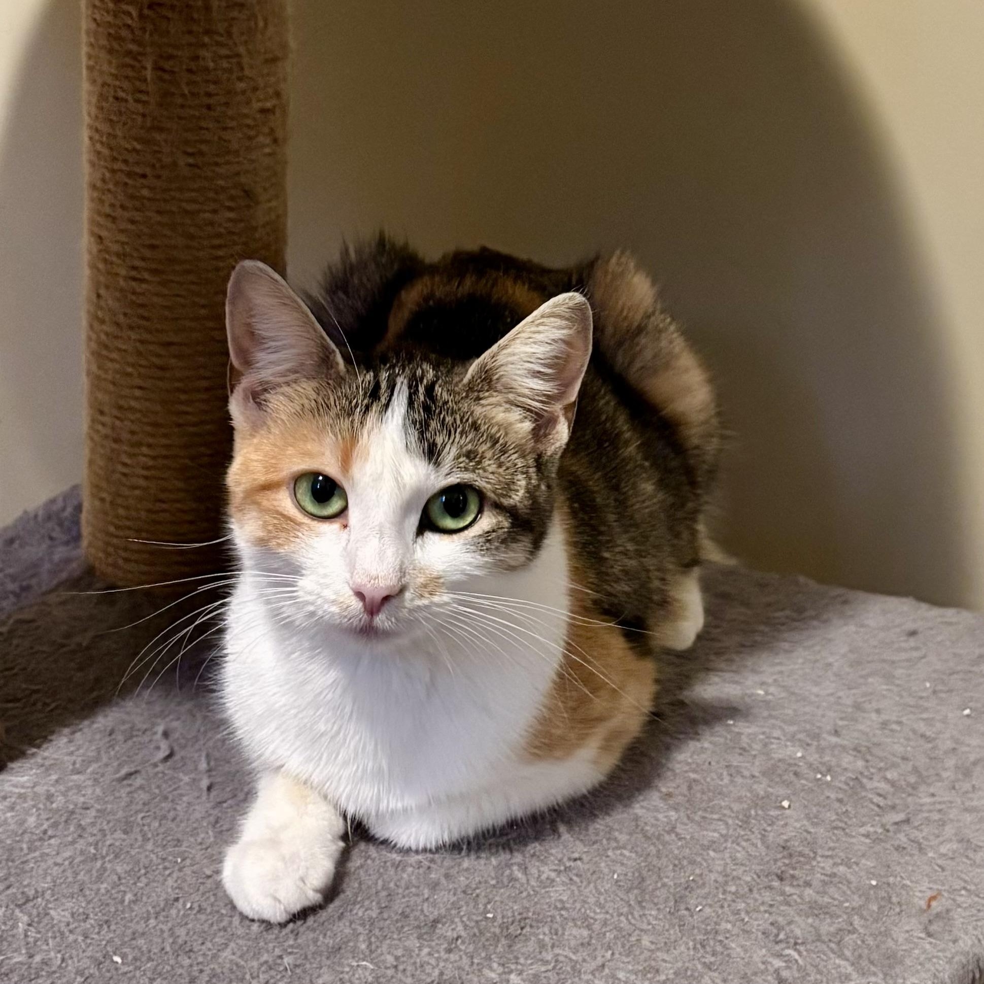 Triscuit, a Adoptable Domestic Short Hair in Ottawa, ON image 5/6