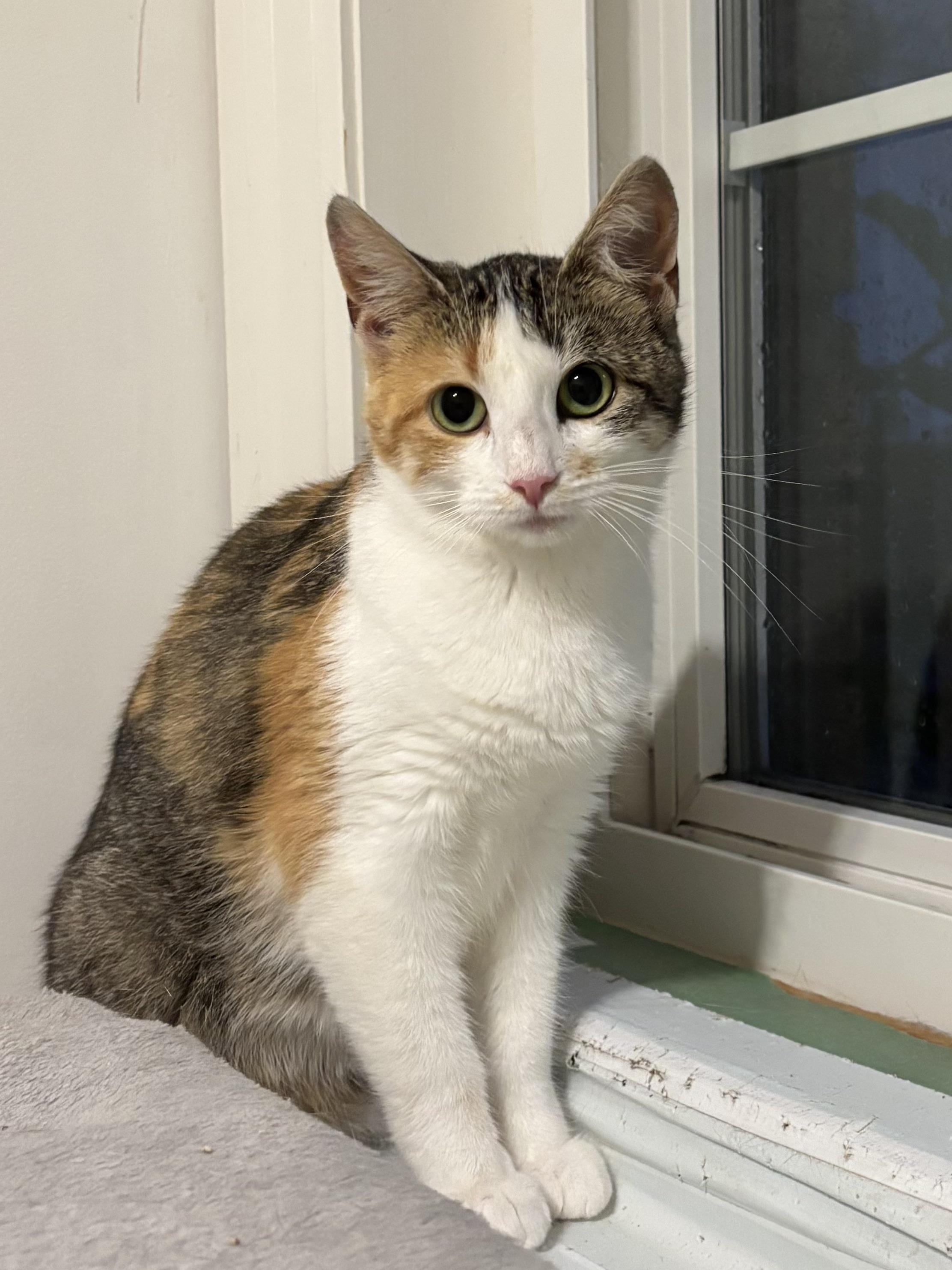 Triscuit, Adoptable, Adult Female Domestic Short Hair.