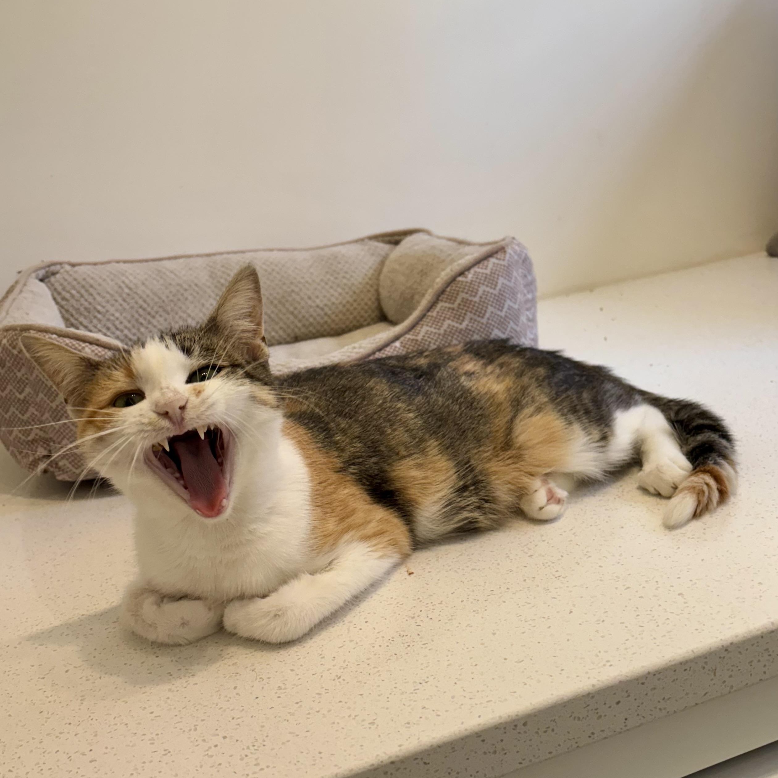 Triscuit, a Adoptable Domestic Short Hair in Ottawa, ON image 6/6