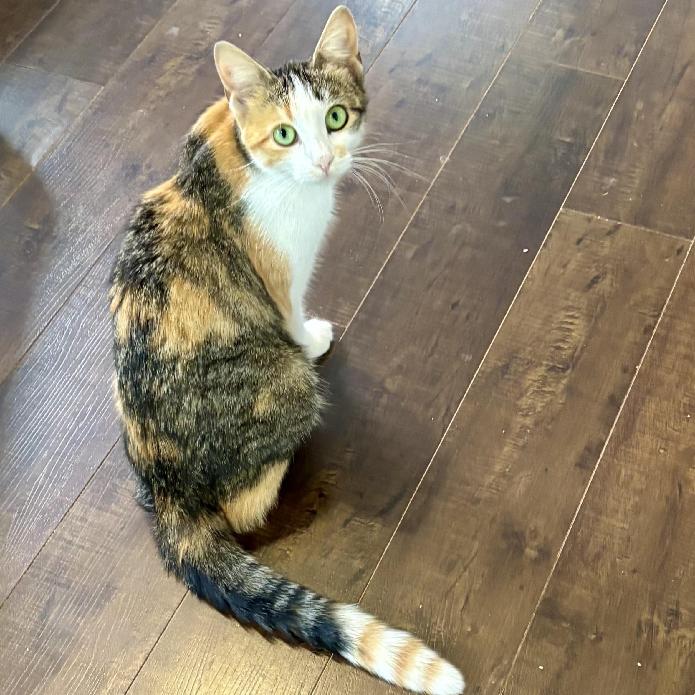 Triscuit, a Adoptable Domestic Short Hair in Ottawa, ON image 4/6