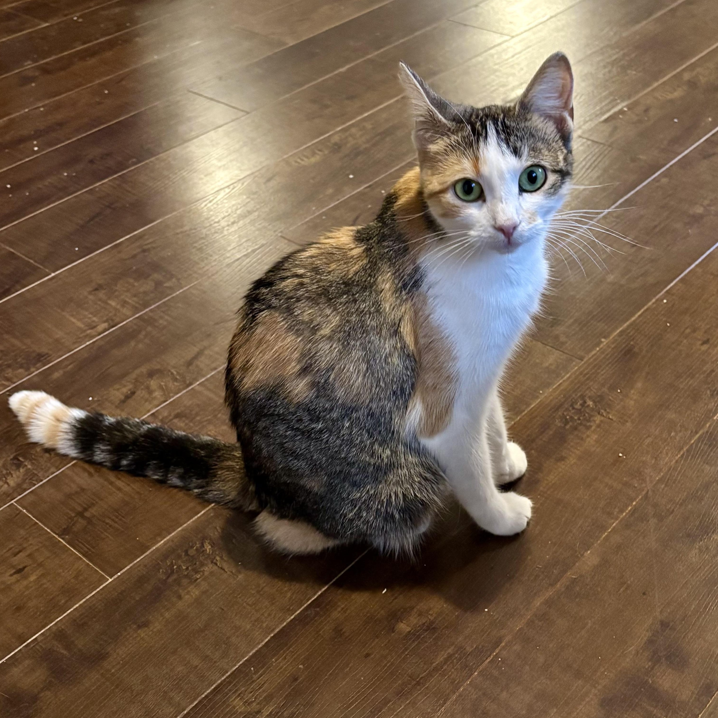 Triscuit, a Adoptable Domestic Short Hair in Ottawa, ON image 3/6