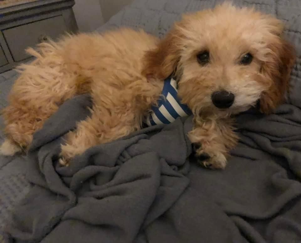 Butters, Adopted, Puppy Male Bichon Frise & Poodle.