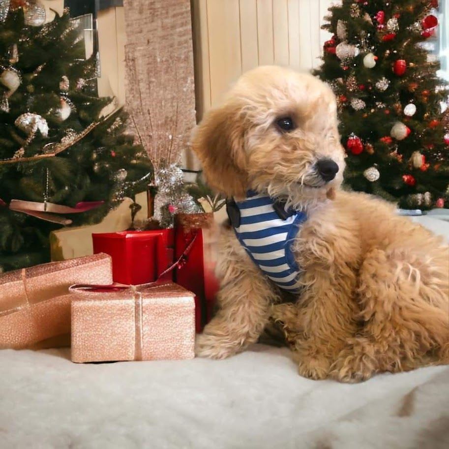 Enlarge Butters, a Adopted mixed breed in Streamwood, IL image 2/2