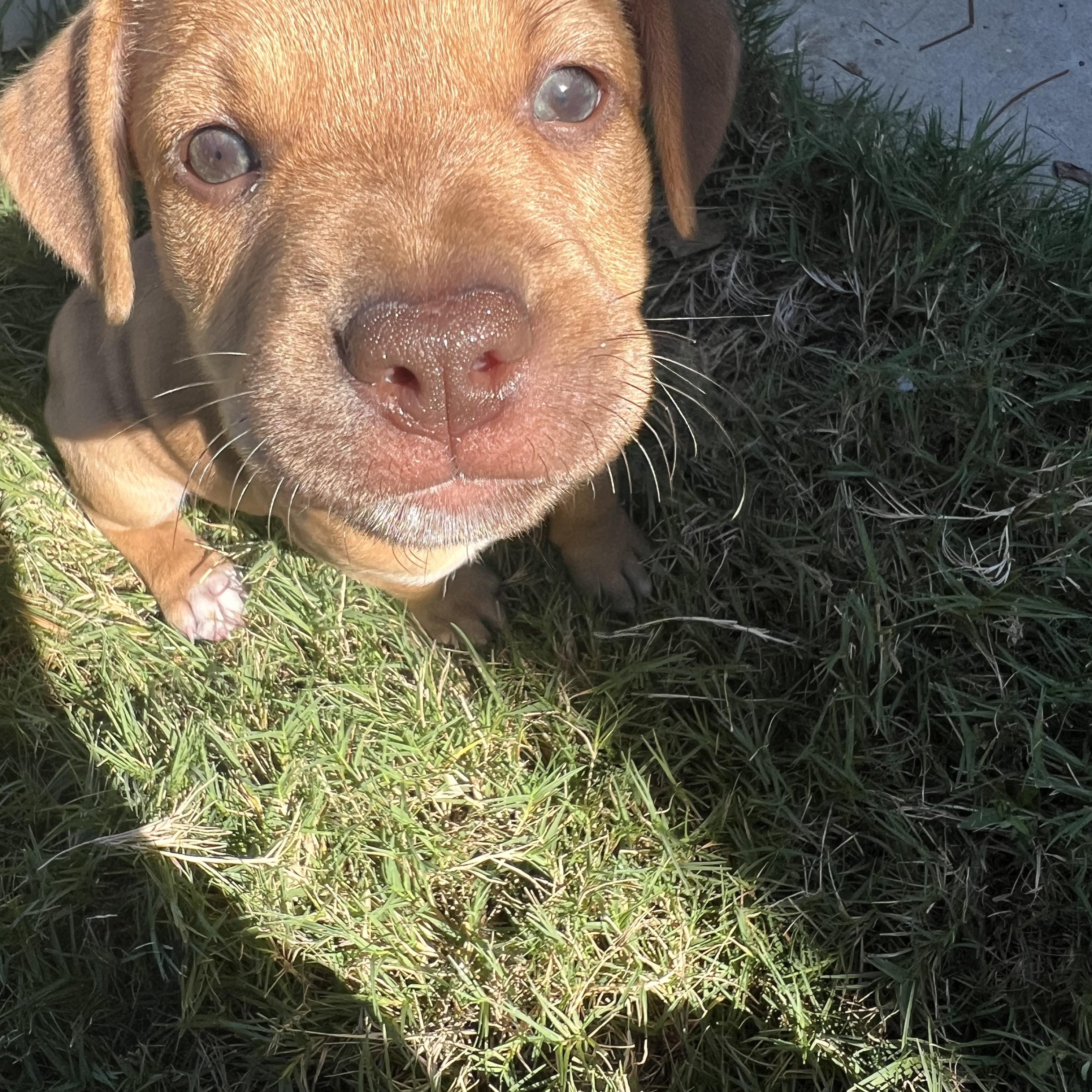 Enlarge Sweet P, a Adoptable mixed breed in Waxhaw, NC image 2/4