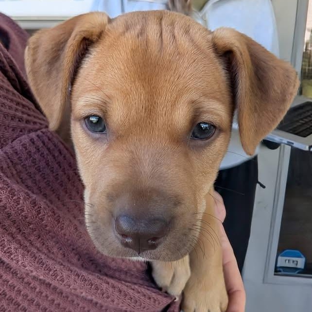 Sweet P, Adoptable, Puppy Female Terrier.