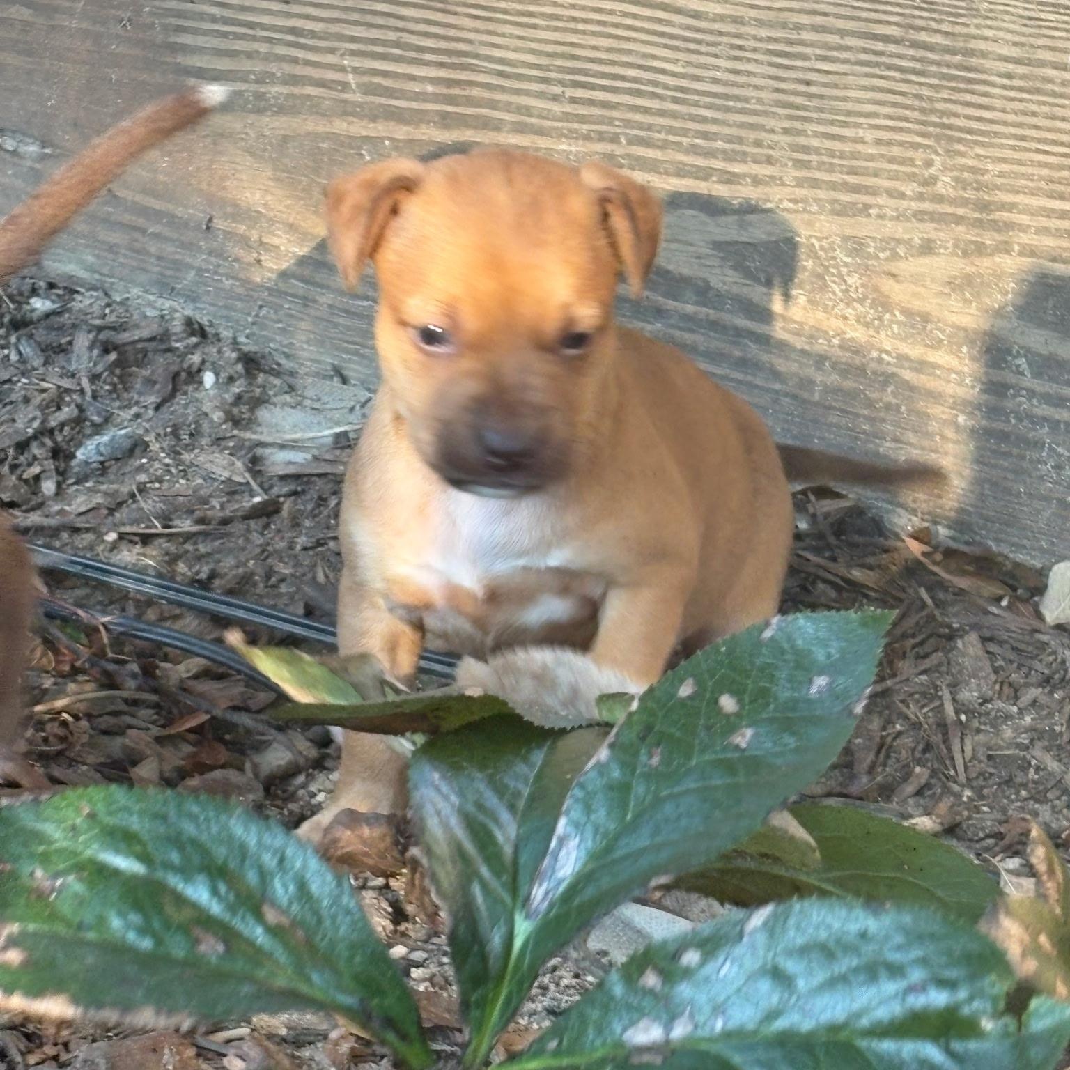 Enlarge Sweet P, a Adoptable mixed breed in Waxhaw, NC image 4/4