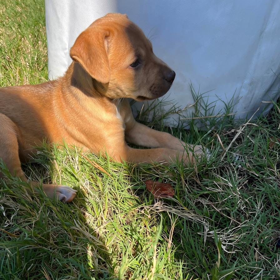 Enlarge Sweet P, a Adoptable mixed breed in Waxhaw, NC image 3/4