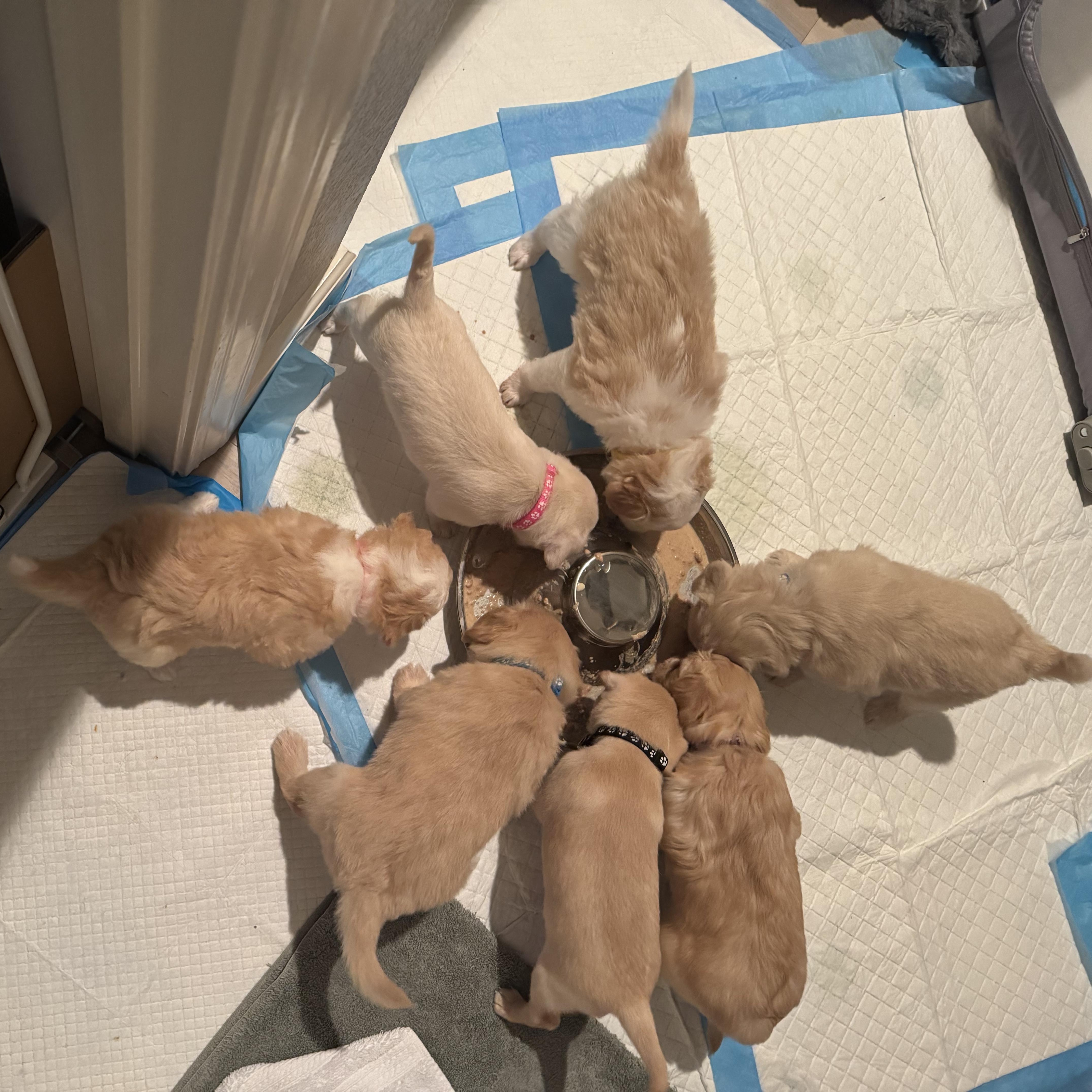 Enlarge Candy, an adopted mixed breed in Vacaville, CA image 3/5