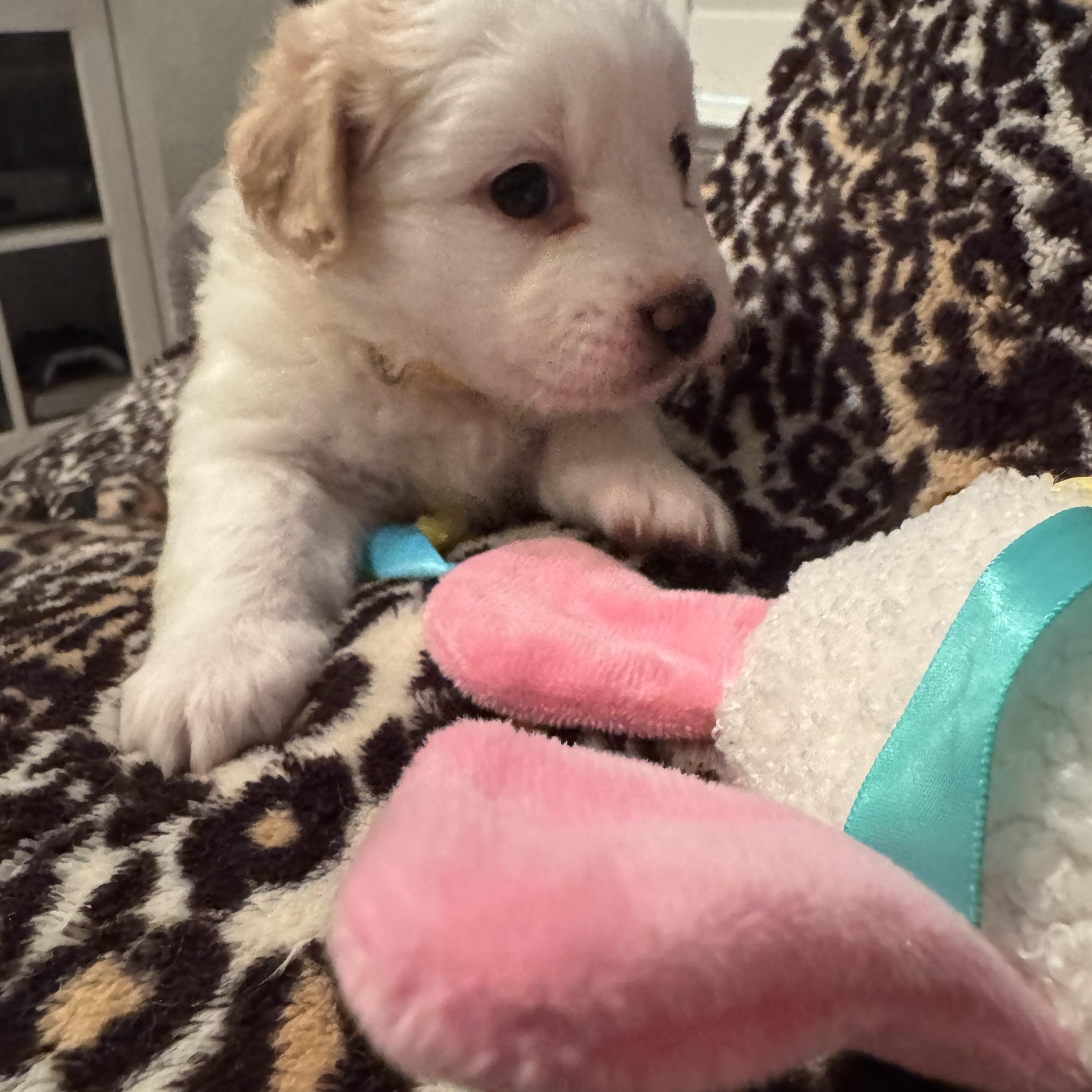 Enlarge Candy, an adopted mixed breed in Vacaville, CA image 2/5