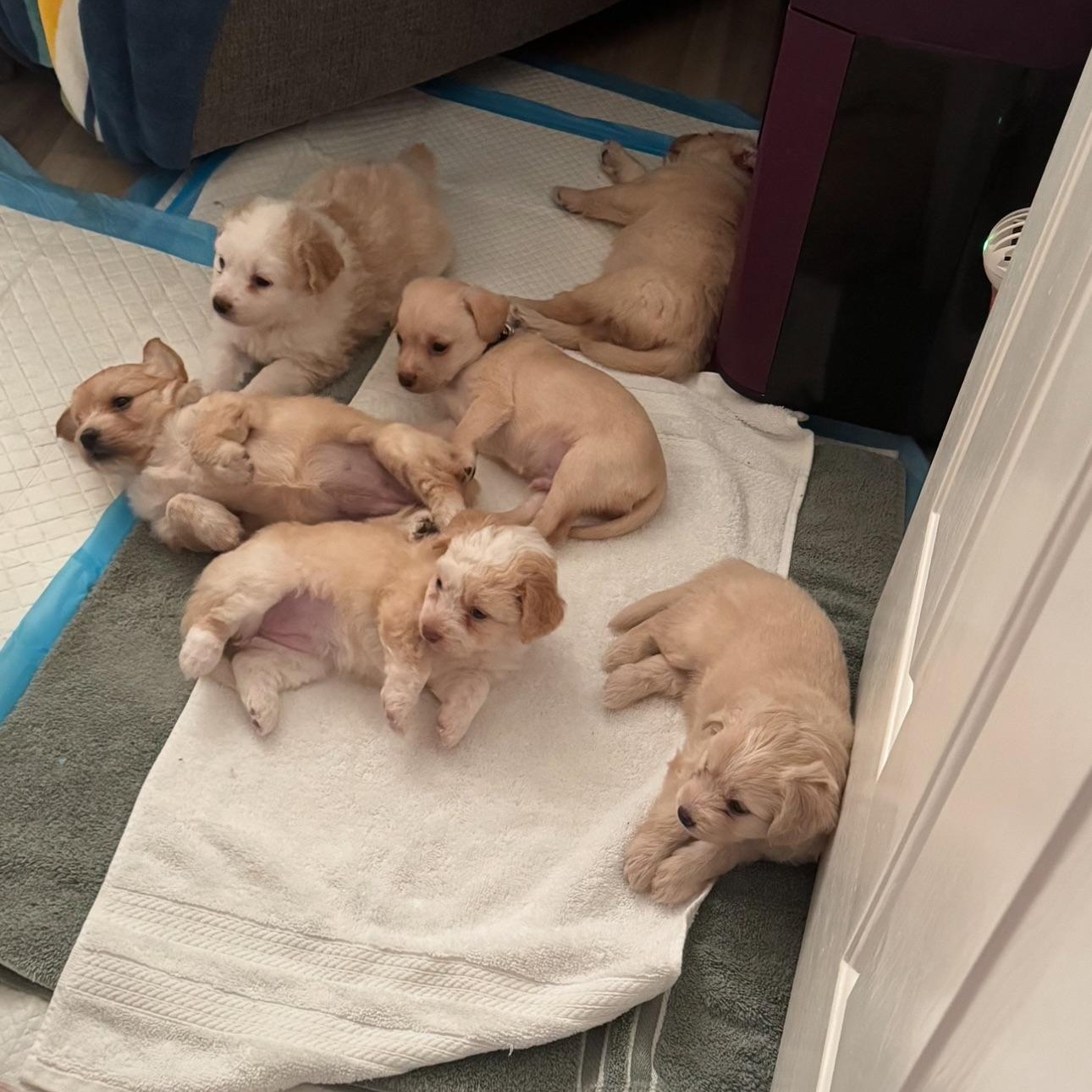 Enlarge Candy, an adopted mixed breed in Vacaville, CA image 4/5