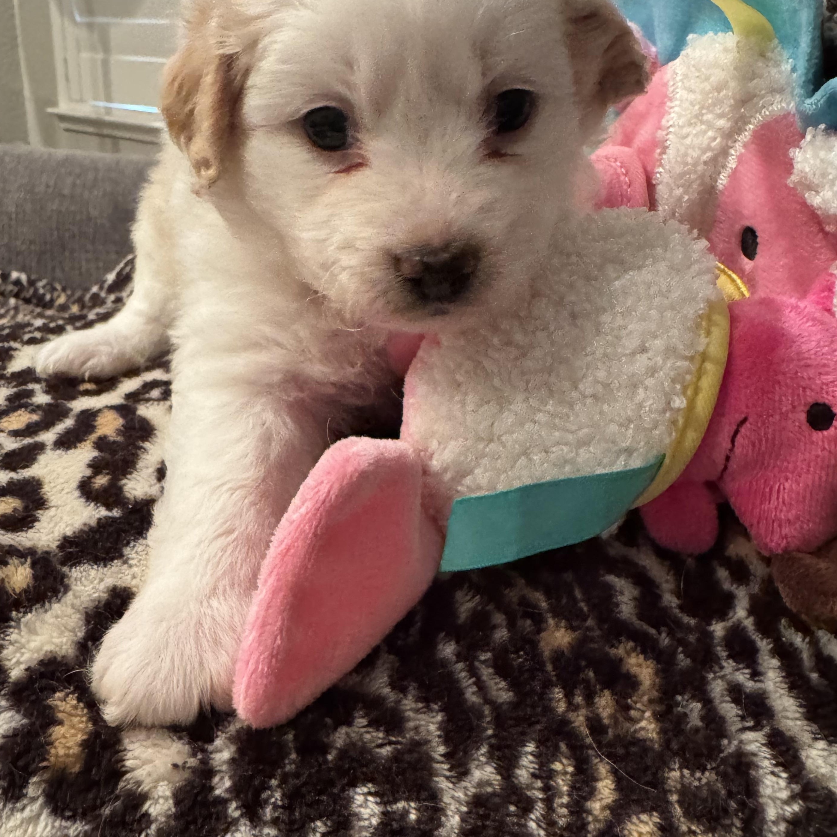 Candy, adopted, Puppy Female Miniature Poodle.