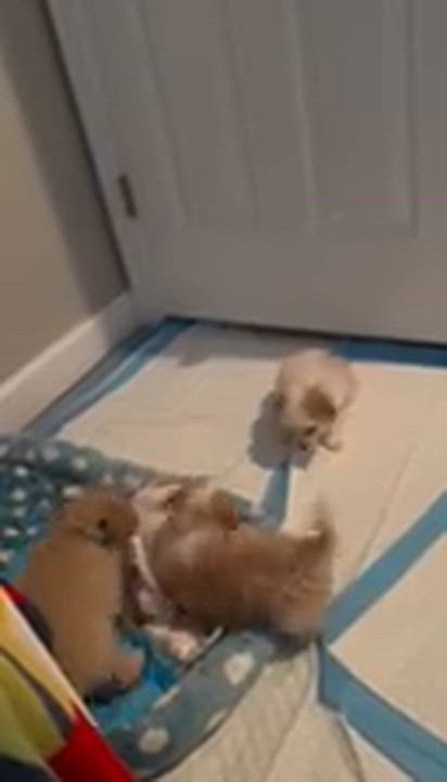 Enlarge Candy, an adopted mixed breed in Vacaville, CA video 5/5