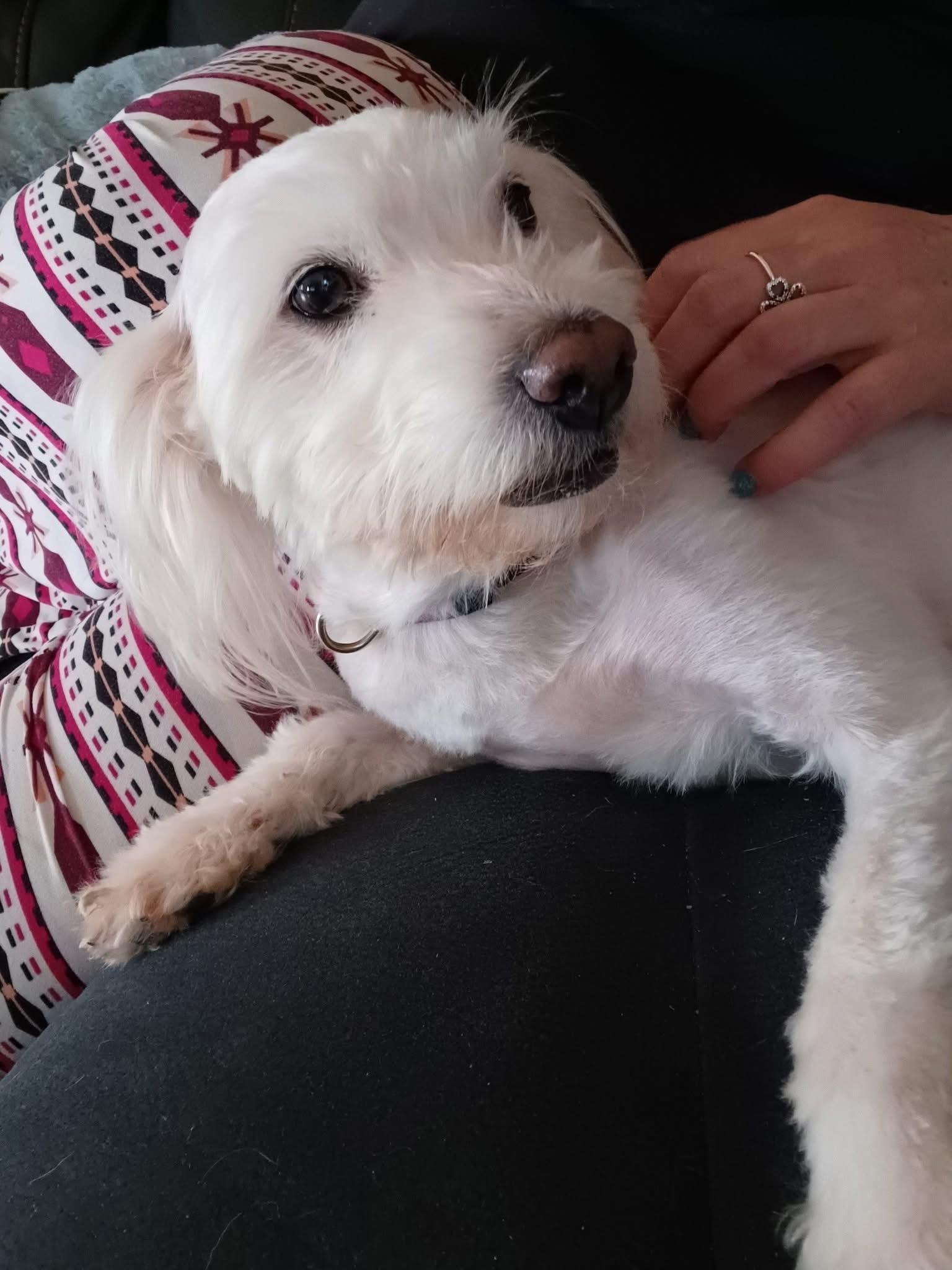 Aspen, an adoptable Havanese in Baldwin, NY, 11510 | Photo Image 3