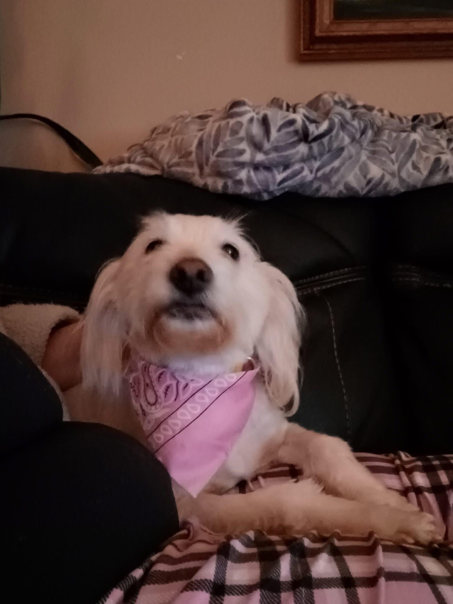 Aspen, an adoptable Havanese in Baldwin, NY, 11510 | Photo Image 1