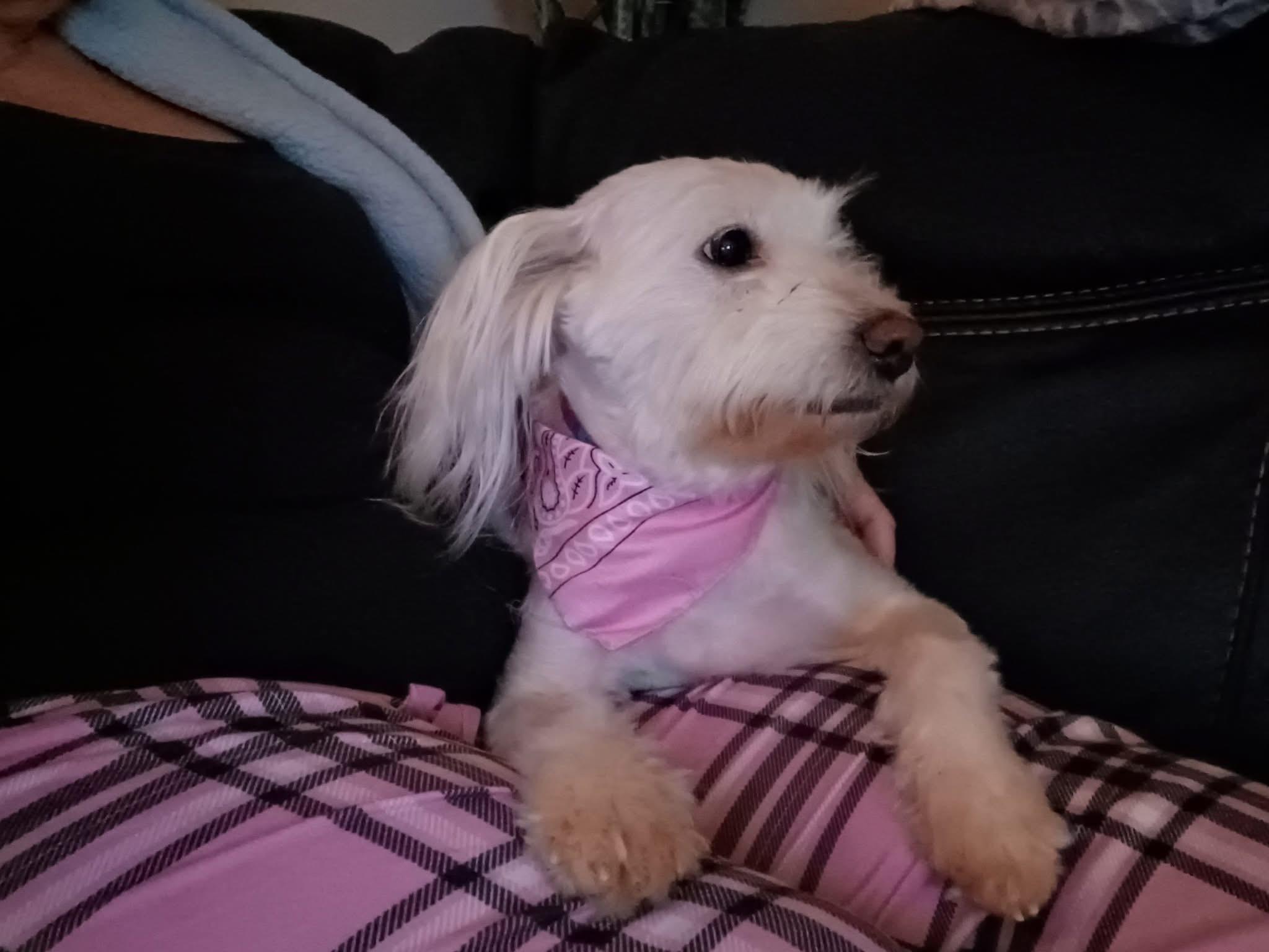 Aspen, an adoptable Havanese in Baldwin, NY, 11510 | Photo Image 2
