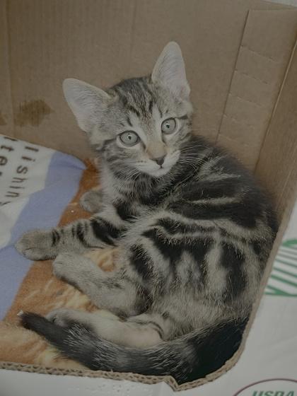 Enlarge Luca, a Adoptable mixed breed in Roseville, MI image 1/1