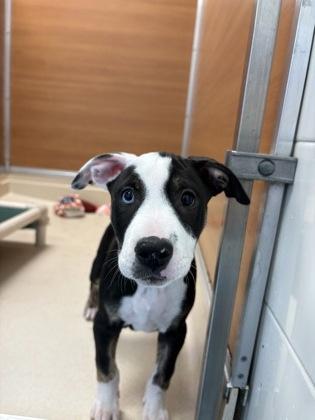 Andes, Adoptable, Puppy Female Terrier & Pit Bull Terrier.