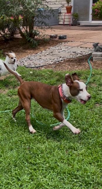 Estrella, a Adopted mixed breed in Freehold, NJ image 6/6