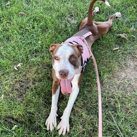 Estrella, a Adopted mixed breed in Freehold, NJ image 3/6