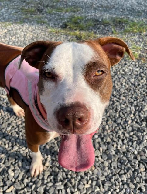 Estrella, a Adopted mixed breed in Freehold, NJ image 1/6