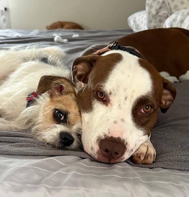 Estrella, a Adopted mixed breed in Freehold, NJ image 5/6