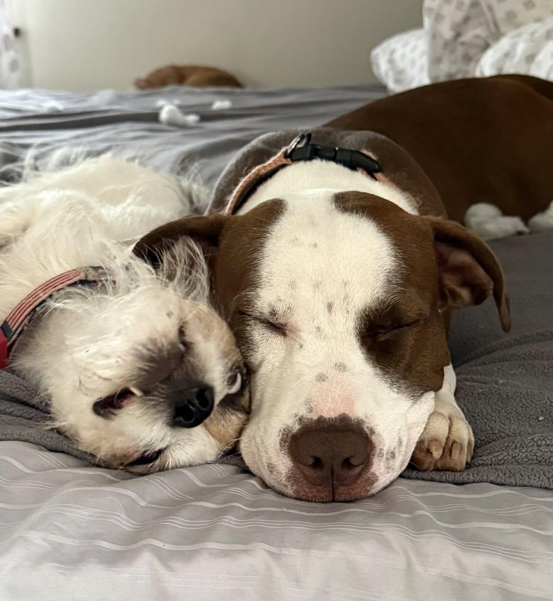 Estrella, a Adopted mixed breed in Freehold, NJ image 2/6