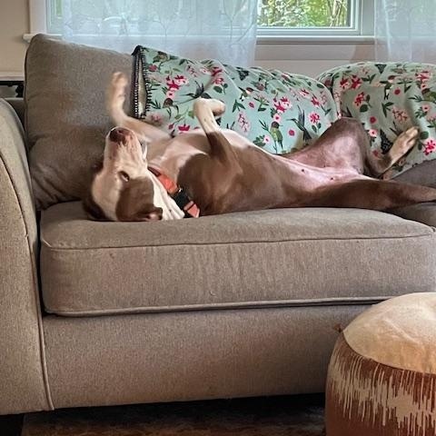 Estrella, a Adopted mixed breed in Freehold, NJ image 4/6