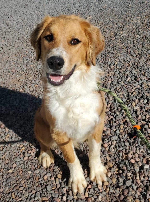 Enlarge Toby, a Adoptable mixed breed in Lakeside, AZ image 1/1