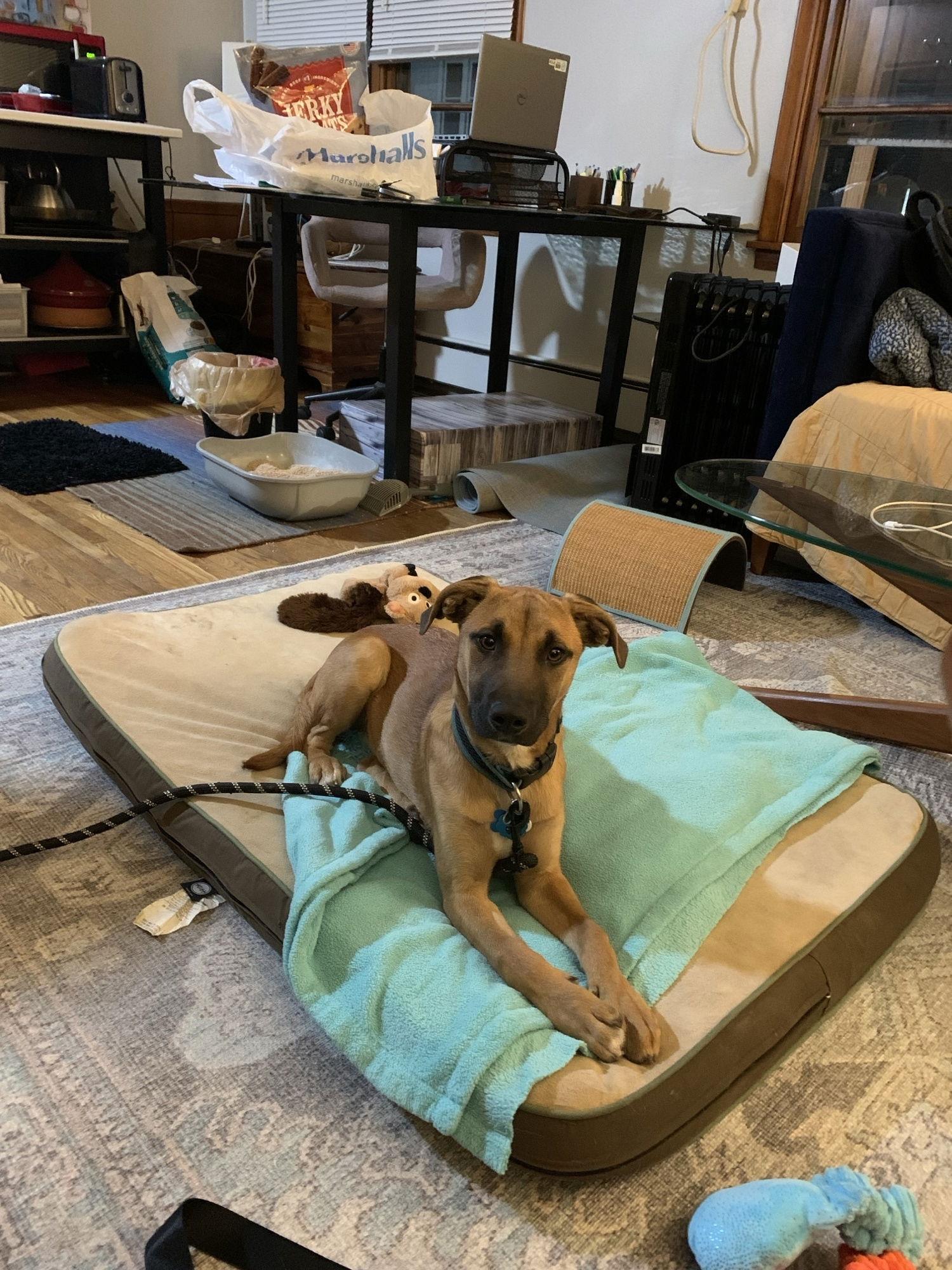 Enlarge Bruce, a Adoptable Black Mouth Cur in Minneapolis, MN image 2/3