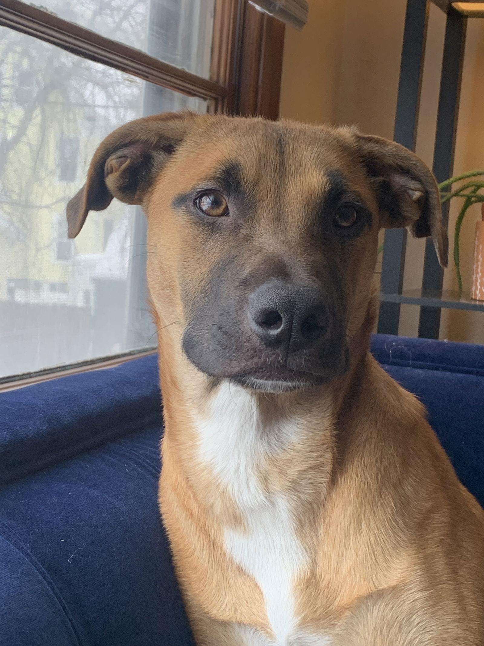 Enlarge Bruce, a Adoptable Black Mouth Cur in Minneapolis, MN image 3/3