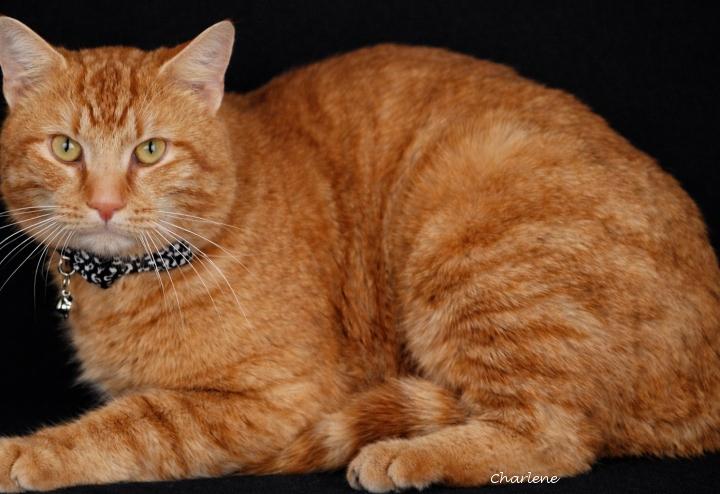 Optimus Prime, adopted, Adult Male Tabby.