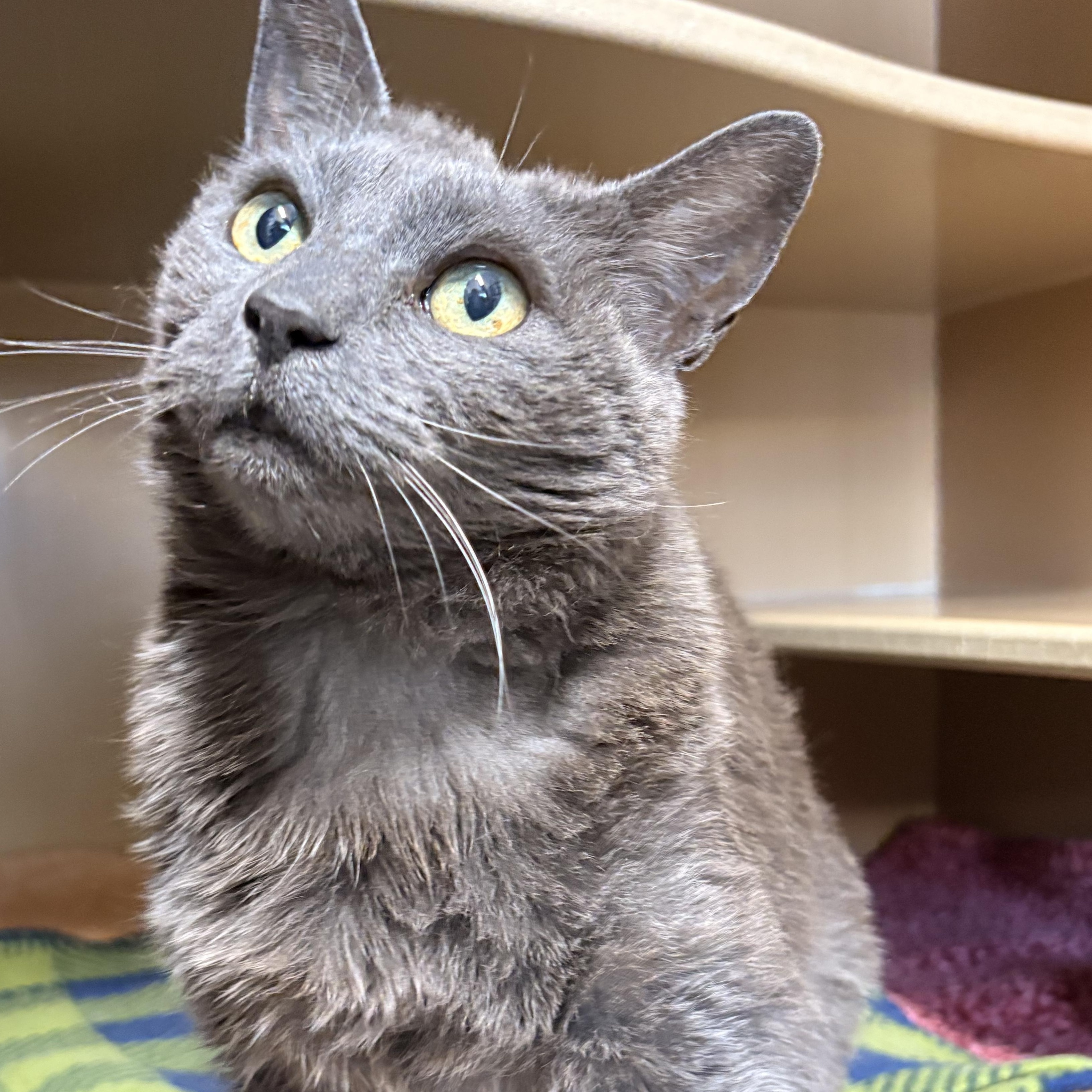 Enlarge Kirby, an adopted Domestic Short Hair in Bisbee, AZ image 1/1