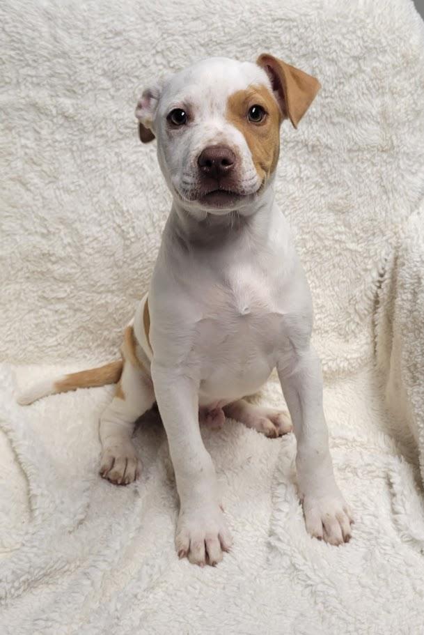 Enlarge Binx, a ADOPTABLE mixed breed in Lisbon, OH image 1/1