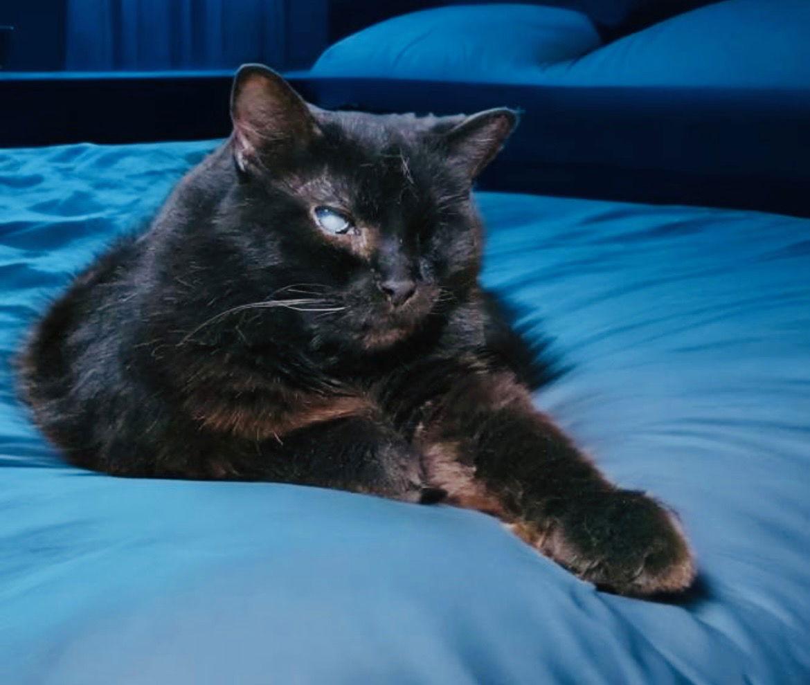 Benson (adult), Adoptable, Adult Male Domestic Long Hair.