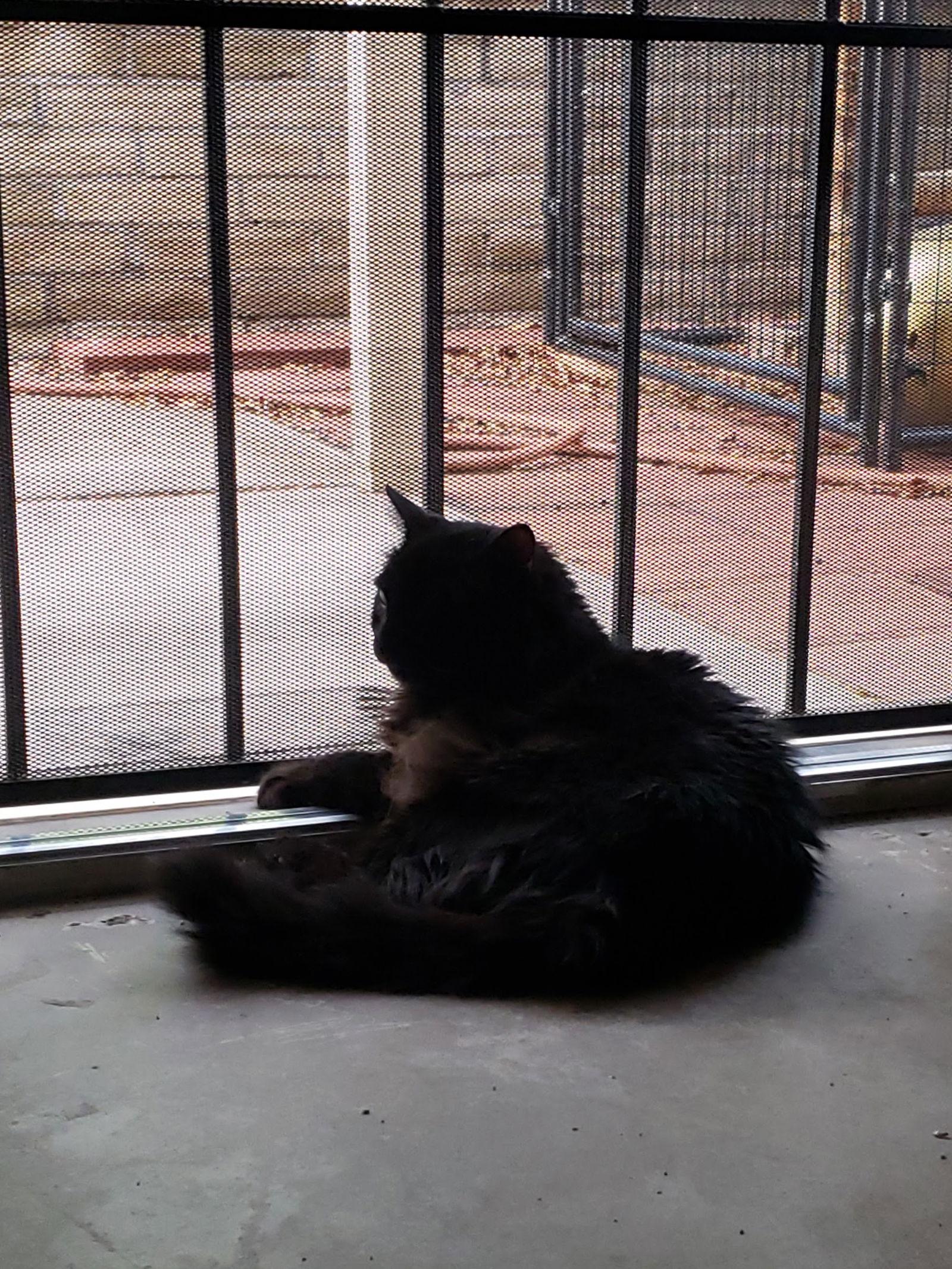 Benson (adult), a Adoptable Domestic Long Hair in Chandler, AZ image 3/3