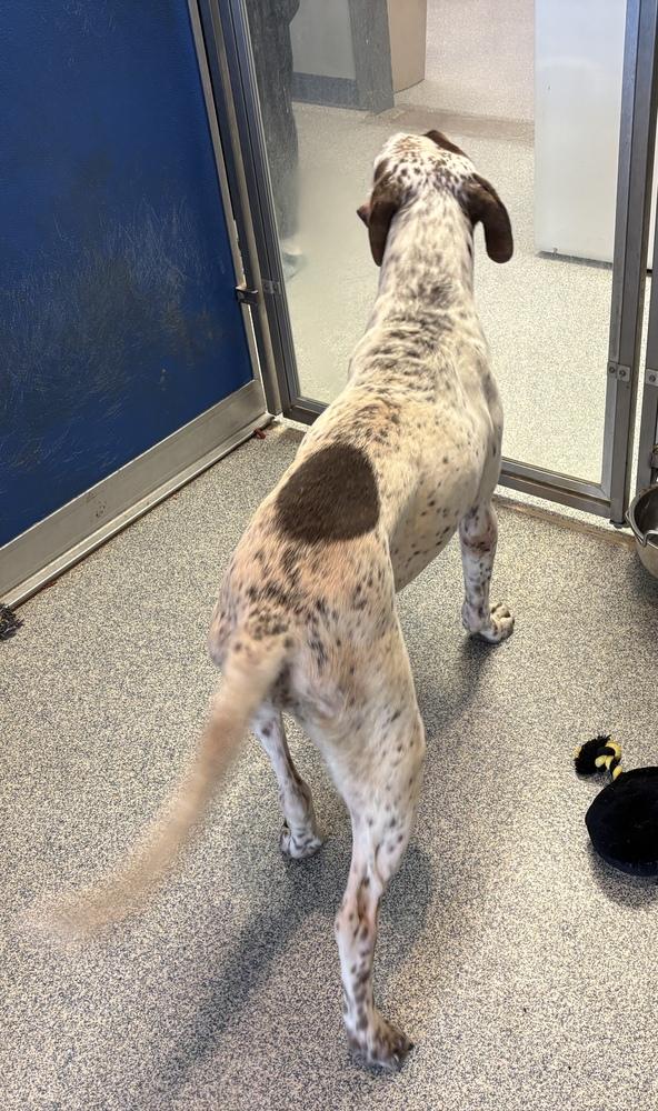 Birdie, Adoptable, Adult Female German Shorthaired Pointer & English Pointer.