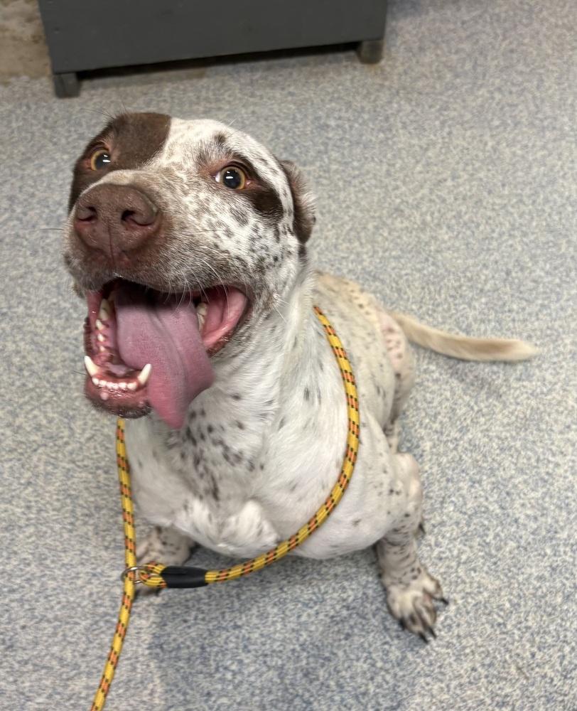Enlarge Birdie, a Adoptable mixed breed in Bartlesville, OK image 2/3