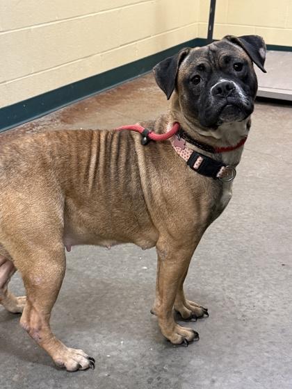 Enlarge Dolly, a Adoptable mixed breed in Independence, MO image 1/3