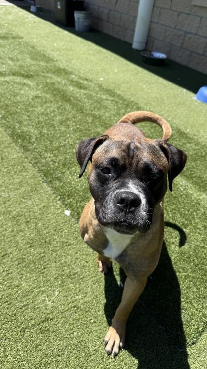 Dolly, Adoptable, Adult Female Mixed Breed & Mixed Breed.