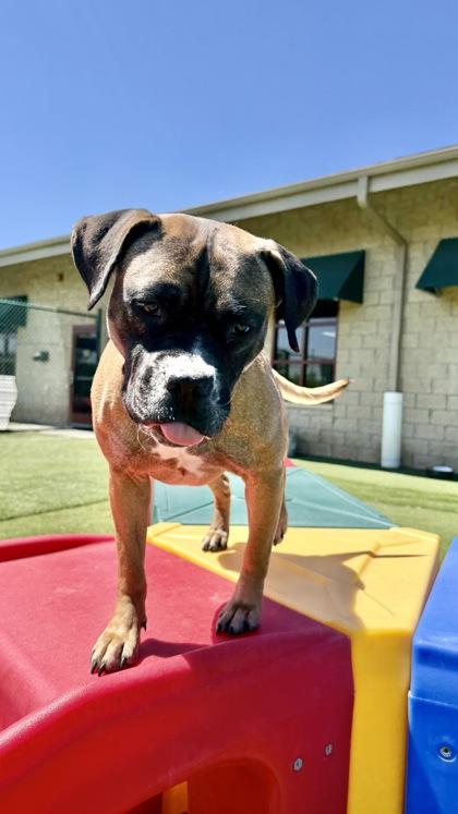 Dolly, Adoptable, Adult Female Mixed Breed & Mixed Breed.