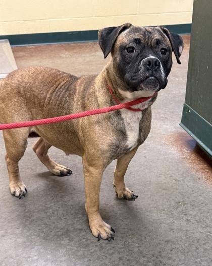 Enlarge Dolly, a Adoptable mixed breed in Independence, MO image 2/3