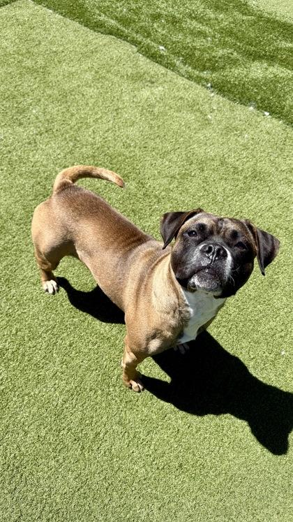 Dolly, a Adoptable mixed breed in Independence, MO image 2/3
