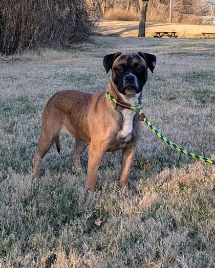 Enlarge Dolly, a Adoptable mixed breed in Independence, MO image 3/3