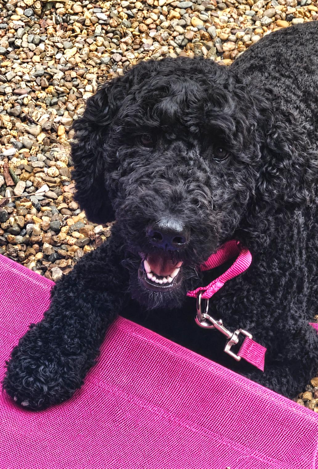 Char, ADOPTABLE, Young Female Goldendoodle & Labradoodle.