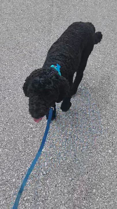 Enlarge Char, a ADOPTABLE mixed breed in Cedar Rapids, IA video 6/6